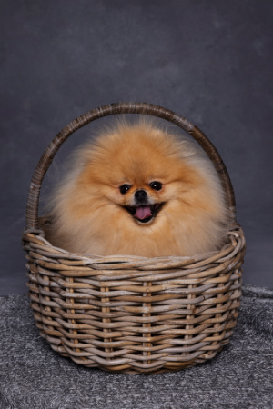 Pomerania dal manto arancio in cestino di vimini, fotografia in studio realizzata da Claudia Spaziani a Bologna.