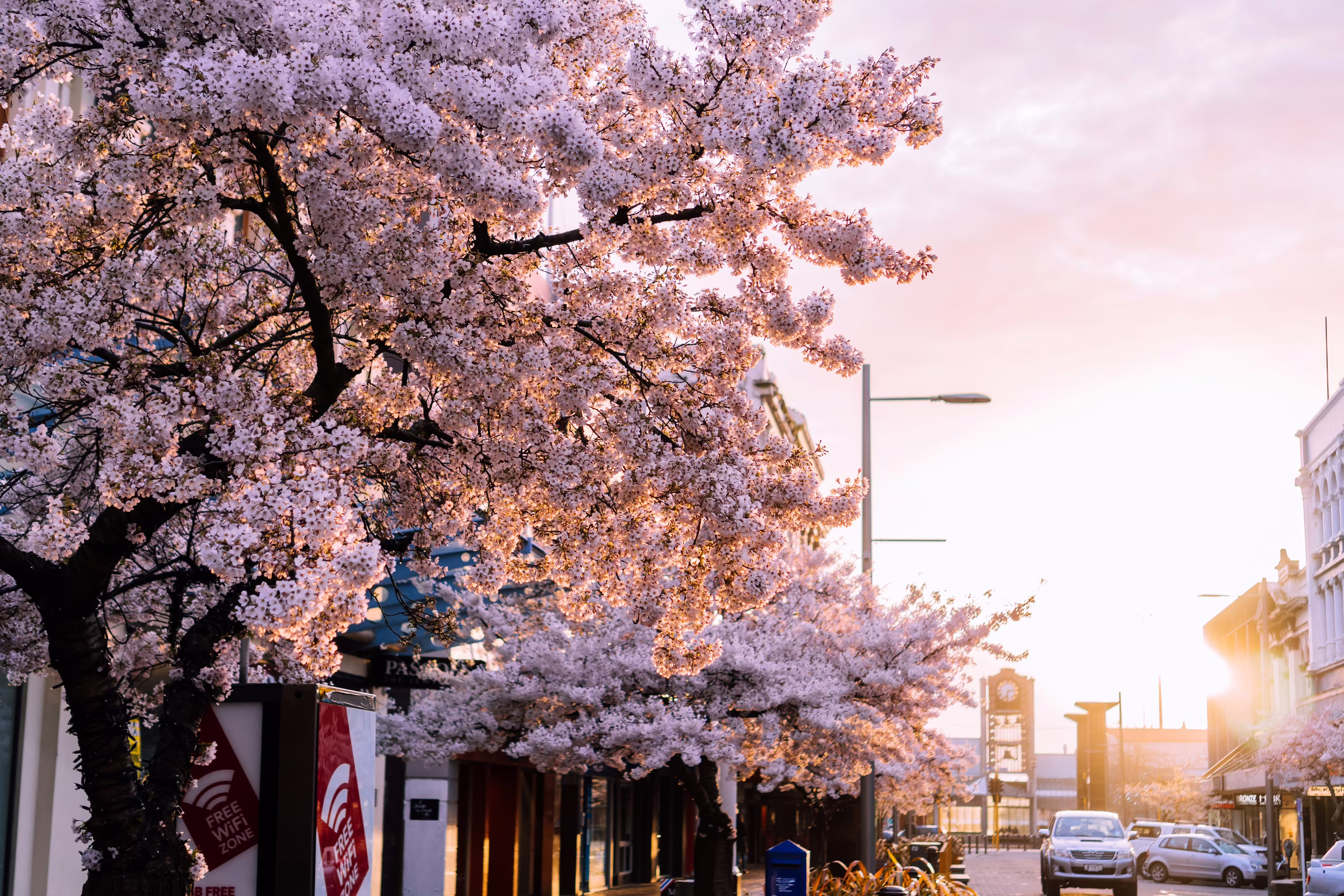 Cherry Blossom Trees lining a road