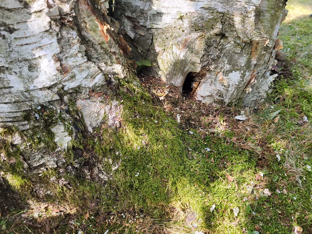 ine dreistämmige Himalaya - Birke / Betula utilis mit Fäulnis am Wurzelansatz: Bei der Baumbeurteilung prüfen wir sie auf ihre Stand- und Bruchsicherheit und entscheiden uns dafür zwei der drei Stämmlinge konsequent zu entlasten