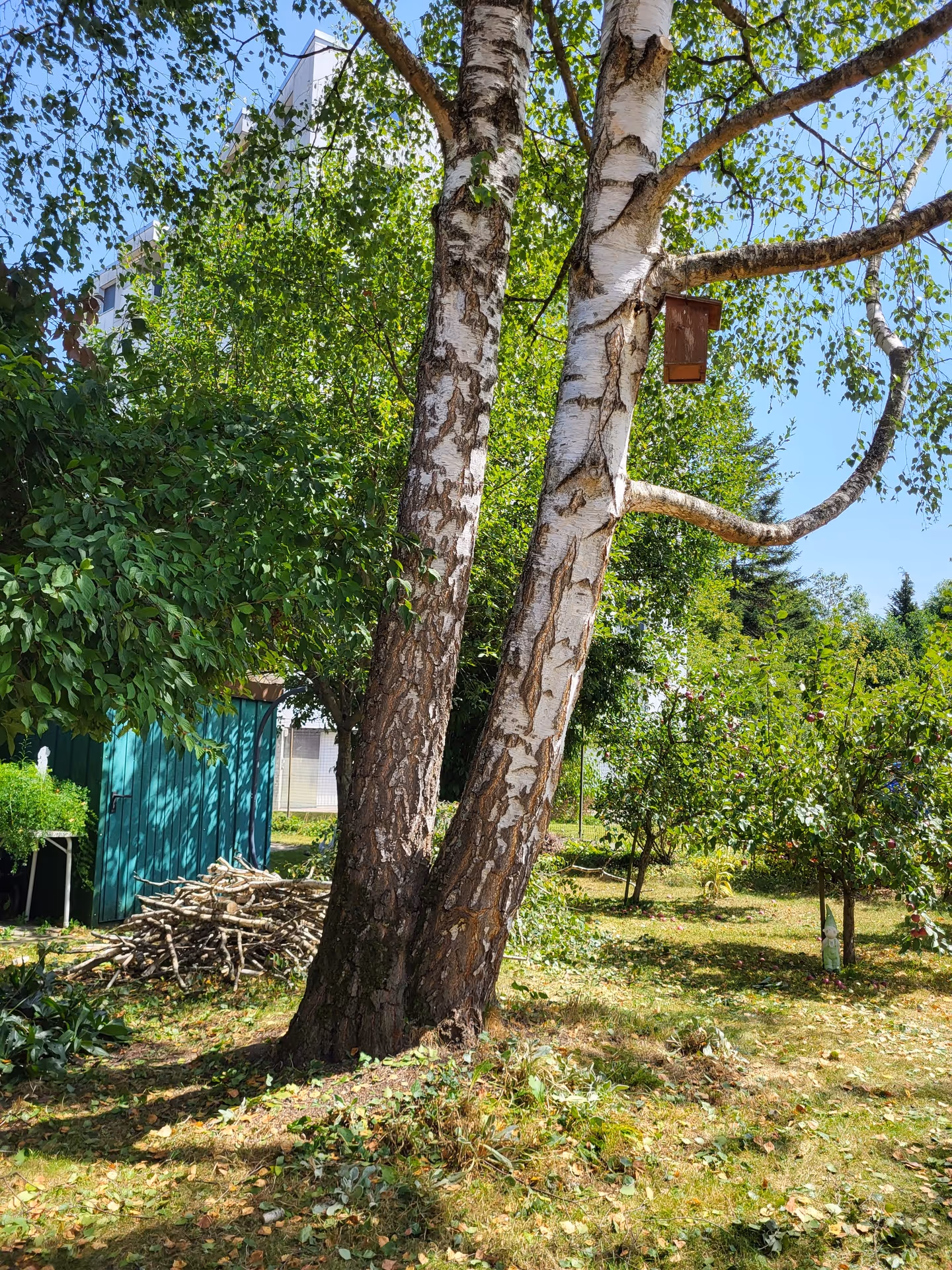Diese zweistämmige Sandbirke / Betula pendula wurde einseitig gekappt, wodurch der zweite Stämmling den ersten weit überwipfelte. Um die Bruch- und Standsicherheit der Birke zu erhöhen, haben wir den einen Stämmling in der Höhe begrenzt. Die Ausladung des andern Stämmlings haben wir entlastet und den Baum auf Grund seines Schiefstand zusätzlich mit einer Kronensicherung gesichert.