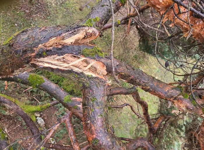 Vor allem bei Waldföhren / Pinus sylvestris vermag Schnee ganze Kronenteile zu zerreissen. Oftmals ist ein Dominoeffekt zu beobachten: Teile die in der oberen Krone brechen, reissen untere Äste mit sich.