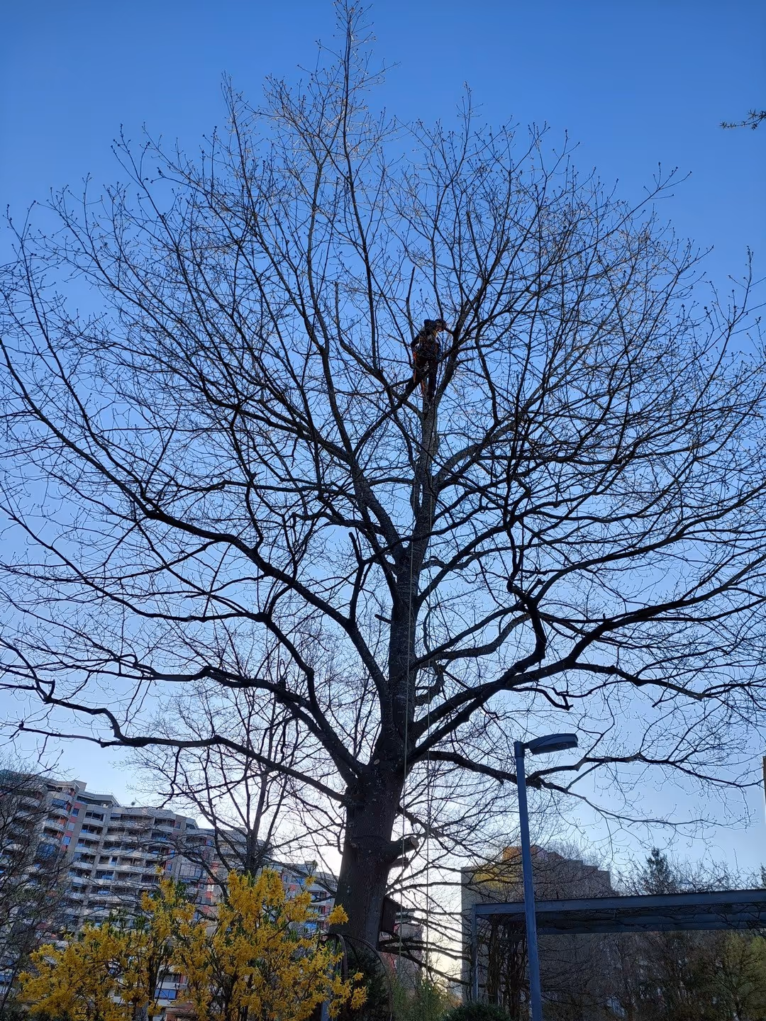 Diese Roteiche wurde unsachgemäss gekappt.In der Folge wurden wir beigezogen und beauftragt eine Rettungsaktion zu starten.Da der Baum bereits massiv begrenzt worden war, mussten wir die restliche Krone in ähnlicher Weise angepasst werden. Zumindest hatte der Baum am Schluss wieder eine homogene Kronenstruktur die der Kundschaft optisch sehr entsprach. Zudem waren Sie begeistert davon, dass Baumpfleger:innen nicht nur stammnah arbeiten sondern Dank der Seilklettertechnik jeden Punkt im Baum erreichen.Wir freuen uns darauf, die Roteiche durch einen gezielten Aufbauschnitt in zwei Jahren wieder einer natürlicheren Wuchsform zuzuführen.