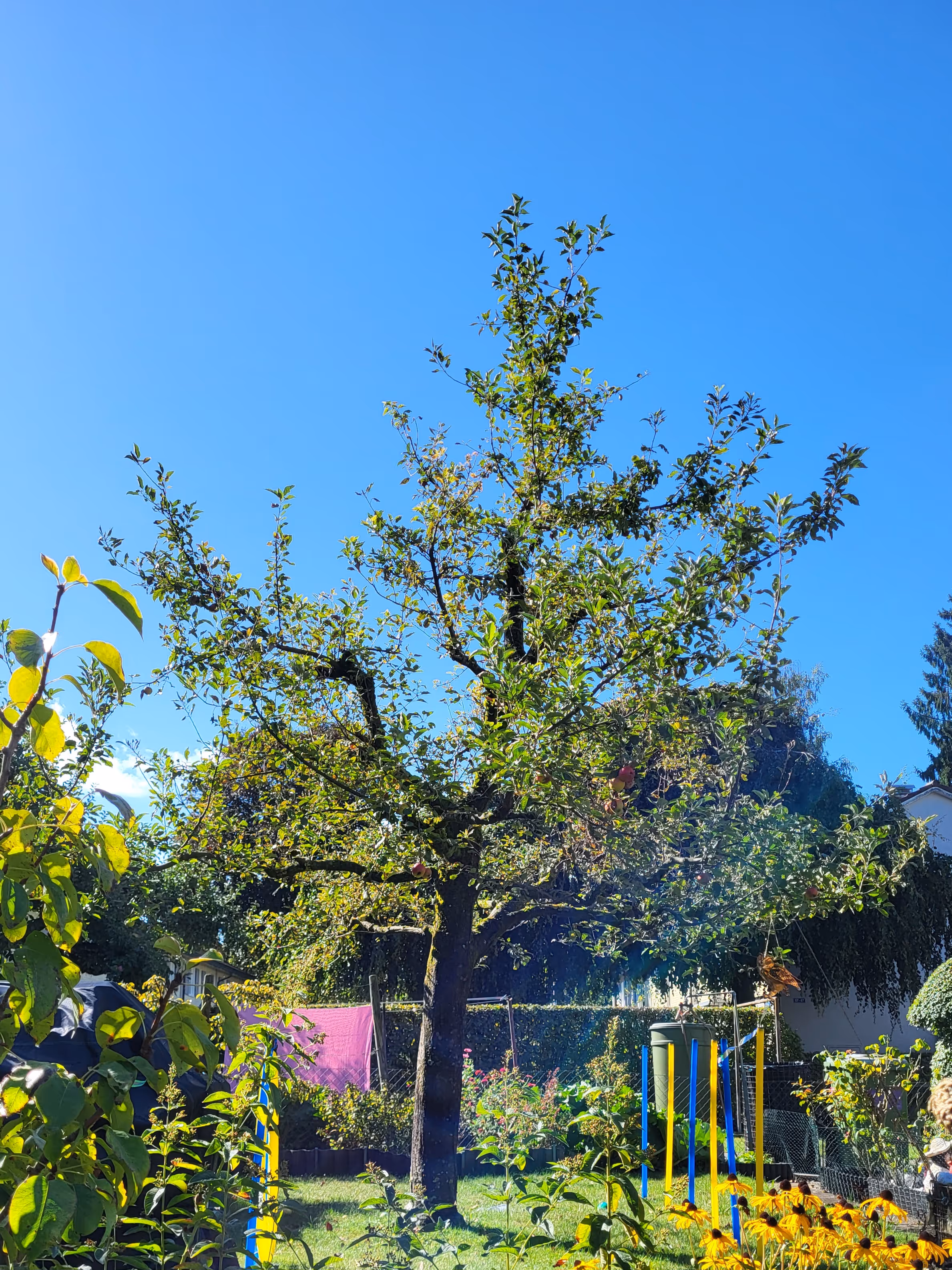 Dieser Apfelbaum wurde an allen Starkästen gekappt, da er im Gartenraum zu gross wurde. Zudem trug er so gut wie keine Früchte. Durch den gezielten Aufbauschnitt über drei Jahre hinweg wurde die natürliche Kronenstruktur wiederhergestellt. Fruchtholz wurde gefördert und im dritten Jahr wurde der Apfelbaum mit einem Sommerschnitt in seinem Austrieb weiter beruhigt.