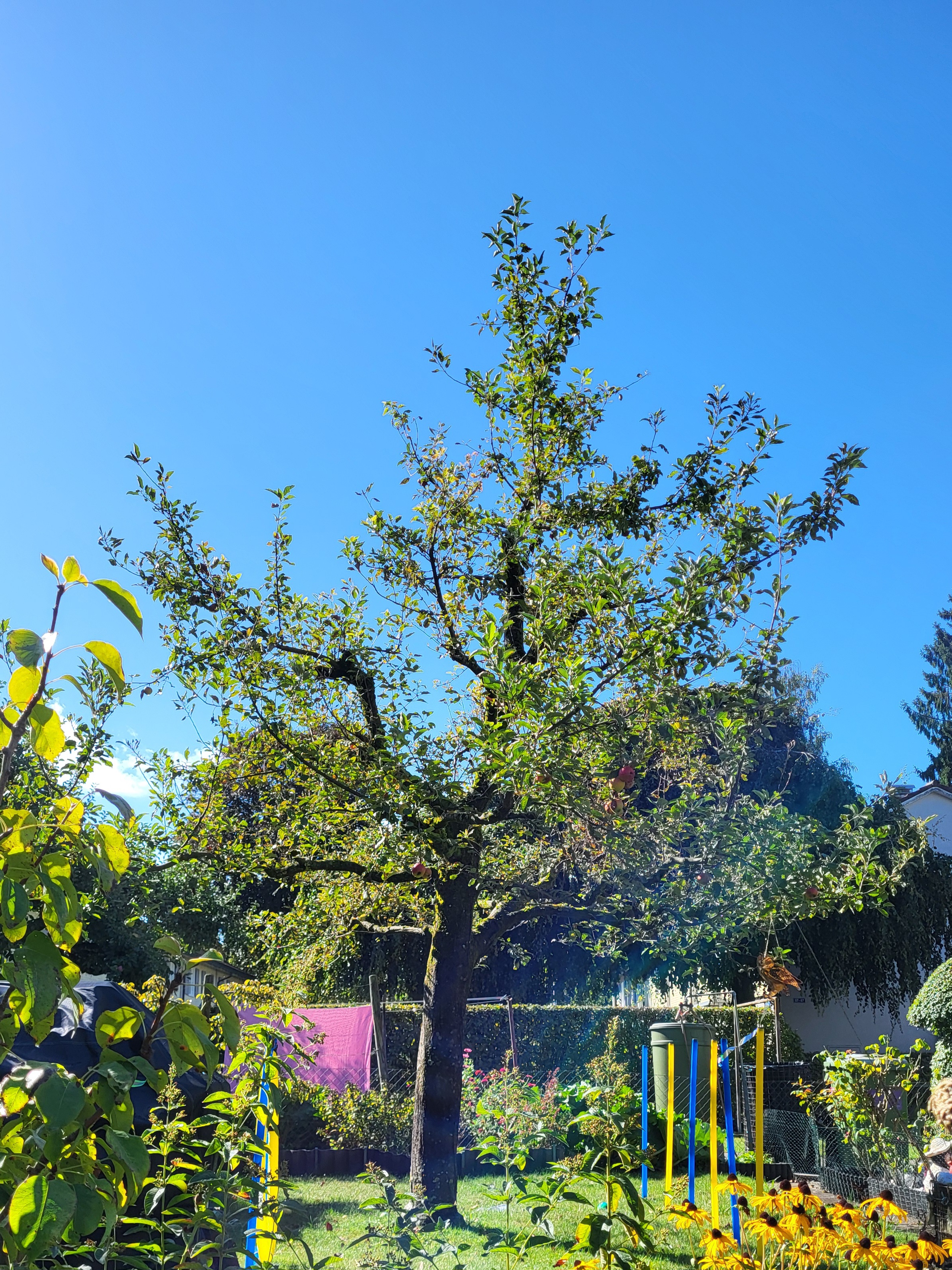 Dieser Apfelbaum wurde an allen Starkästen gekappt, da er im Gartenraum zu gross wurde. Zudem trug er so gut wie keine Früchte. Durch den gezielten Aufbauschnitt über drei Jahre hinweg wurde die natürliche Kronenstruktur wiederhergestellt. Fruchtholz wurde gefördert und im dritten Jahr wurde der Apfelbaum mit einem Sommerschnitt in seinem Austrieb weiter beruhigt.