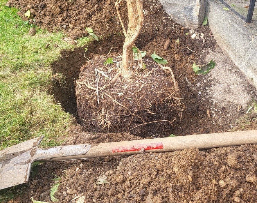 Pflanzung / Ersatzpflanzung