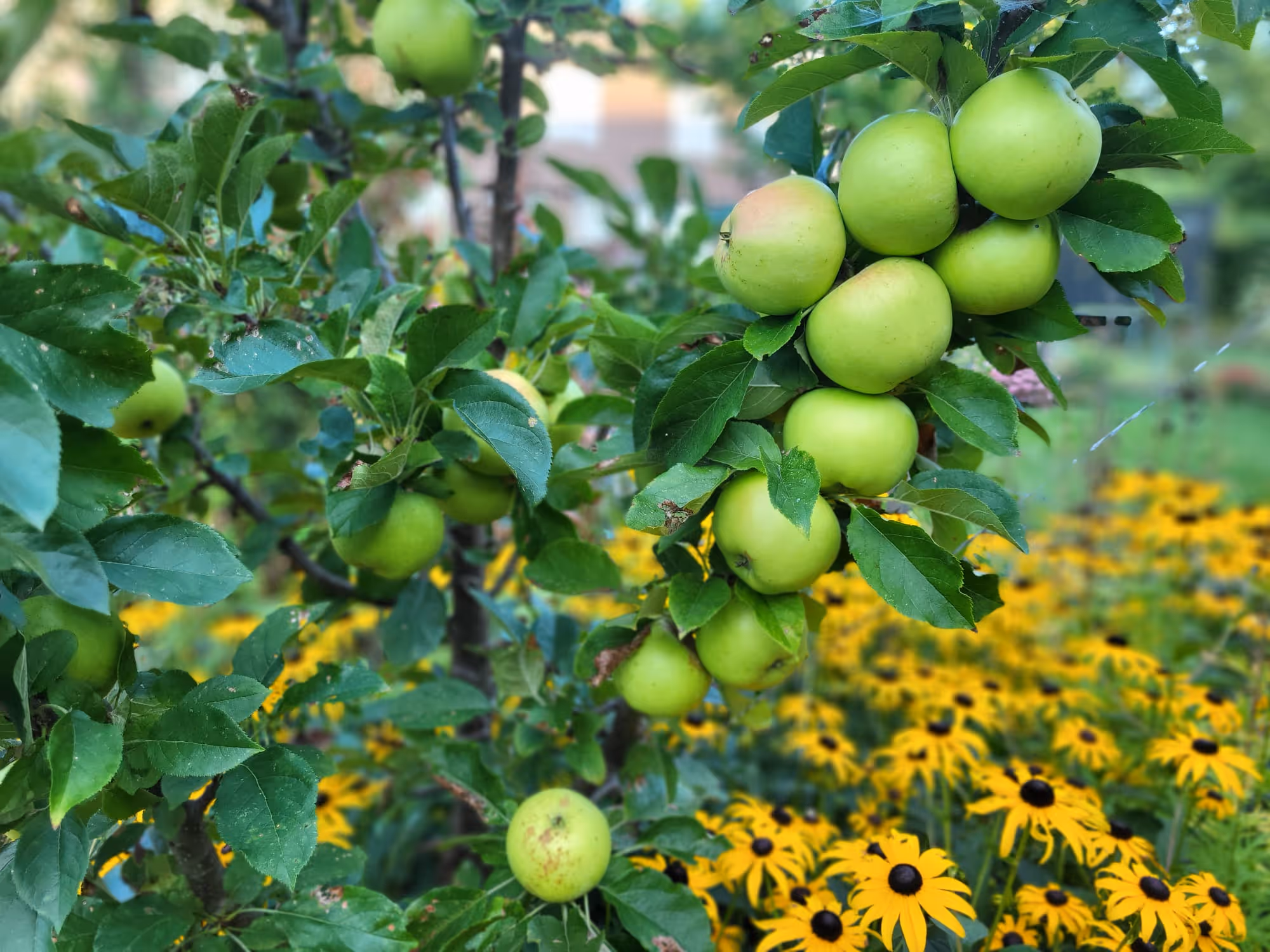 Obstbaumschnitt