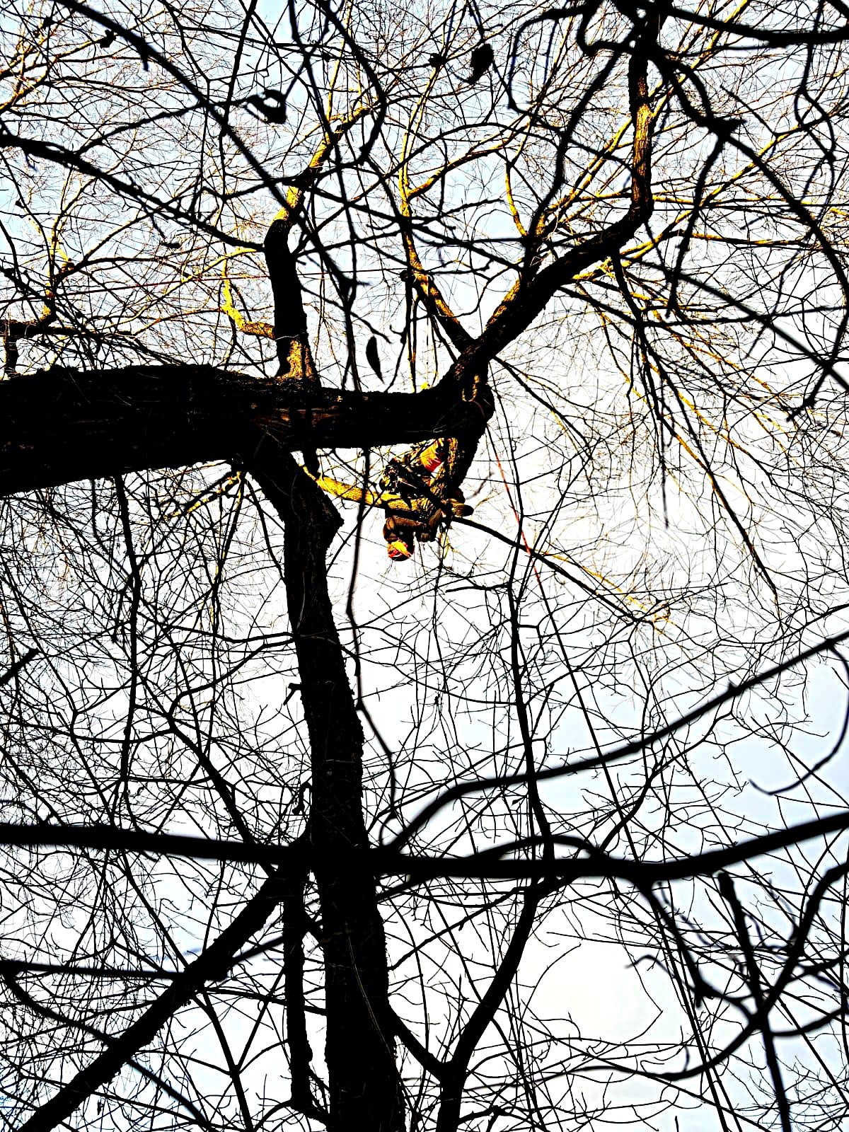 Baumschnitt / Baumpflege