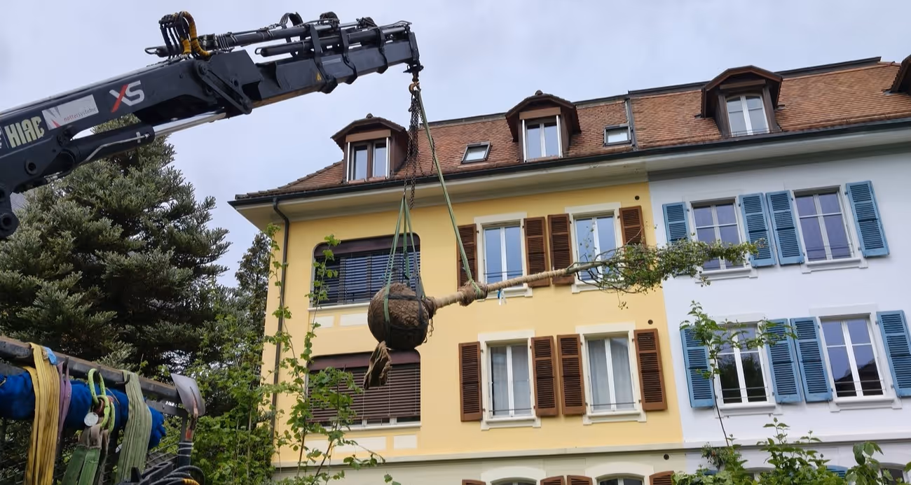 Pflanzung / Ersatzpflanzung