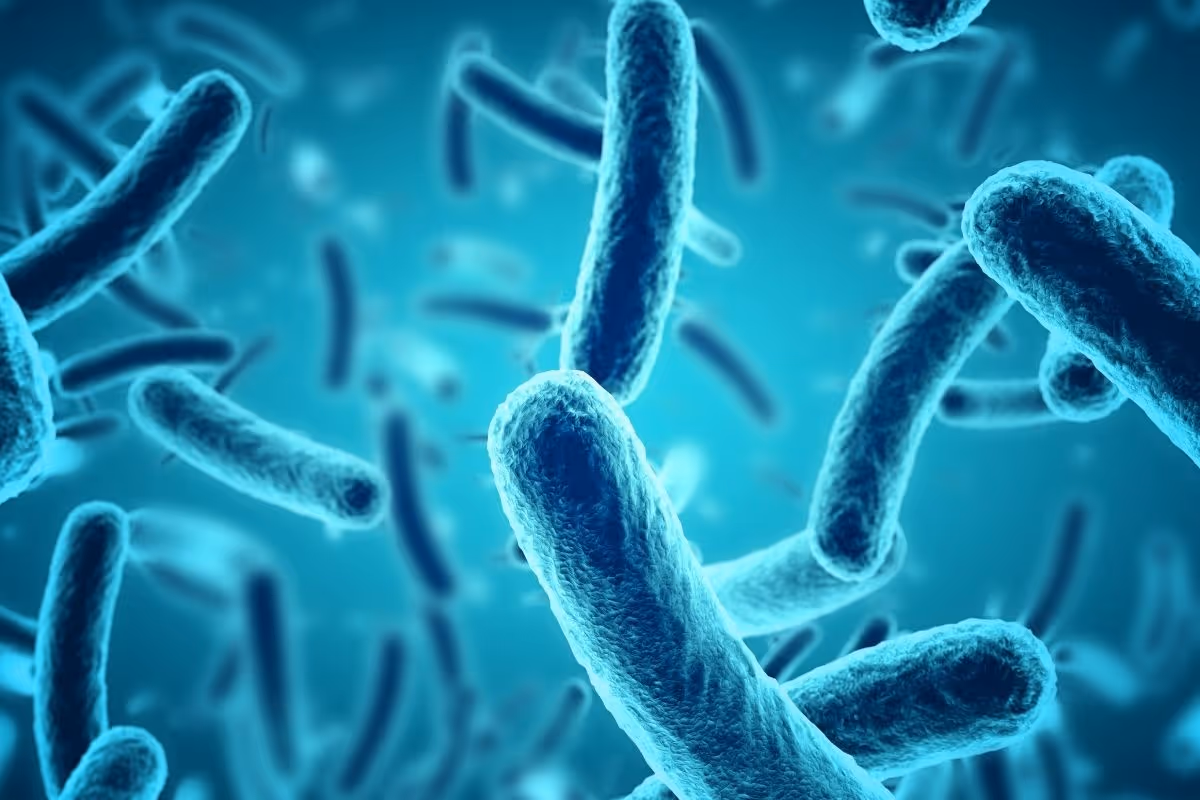 Biology Why Do We Need Bacteria