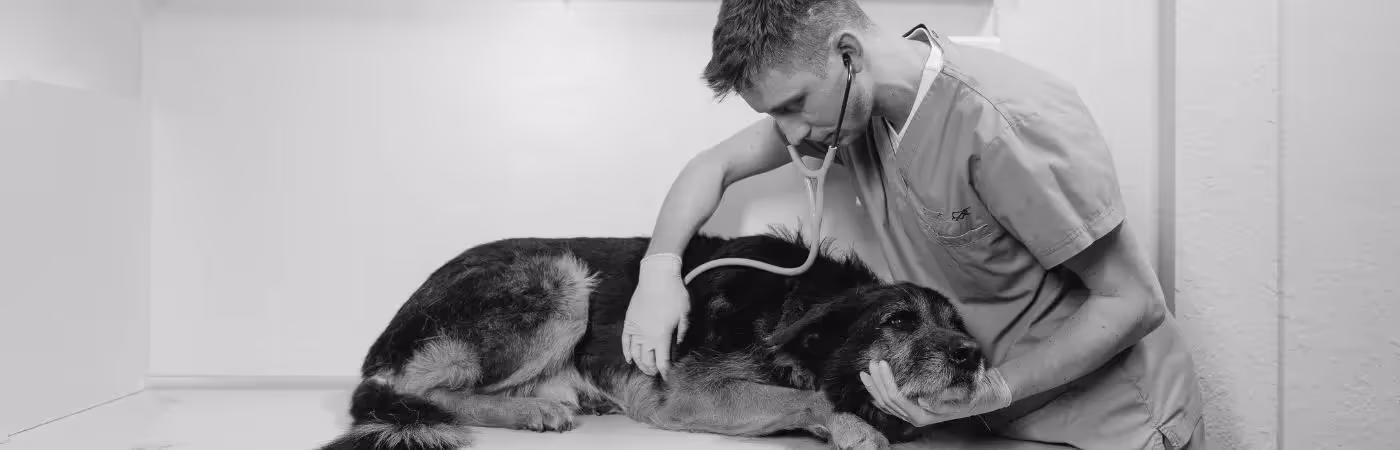 History of Veterinary Medicine