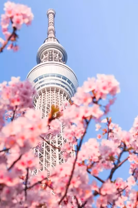 Business Management summer school in Tokyo