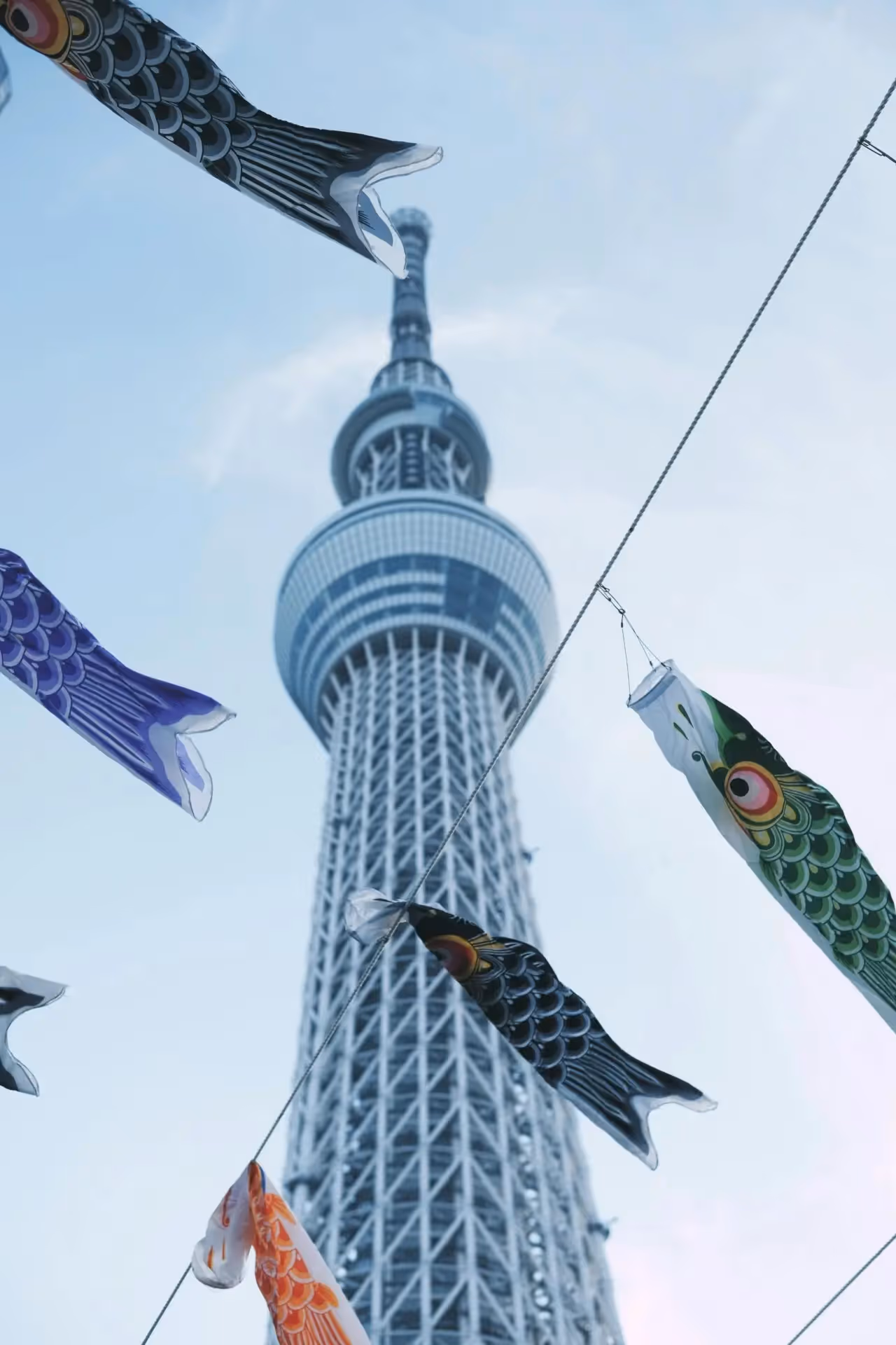 Law summer school in Tokyo