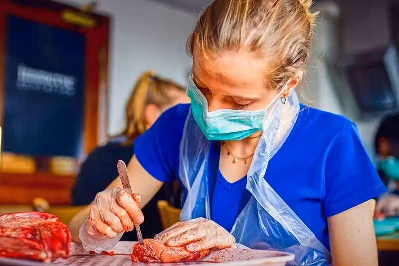Medicine Summer Programme Sydney | Immerse Education