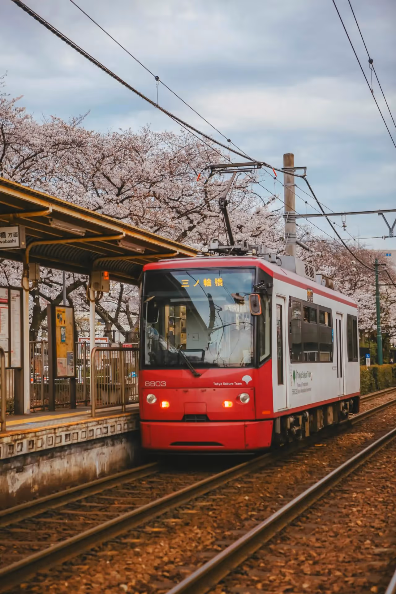 Medicine summer school in Tokyo