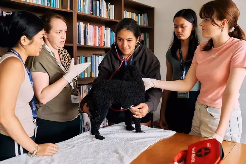 Veterinary Studies Summer Programme Sydney | Immerse Education