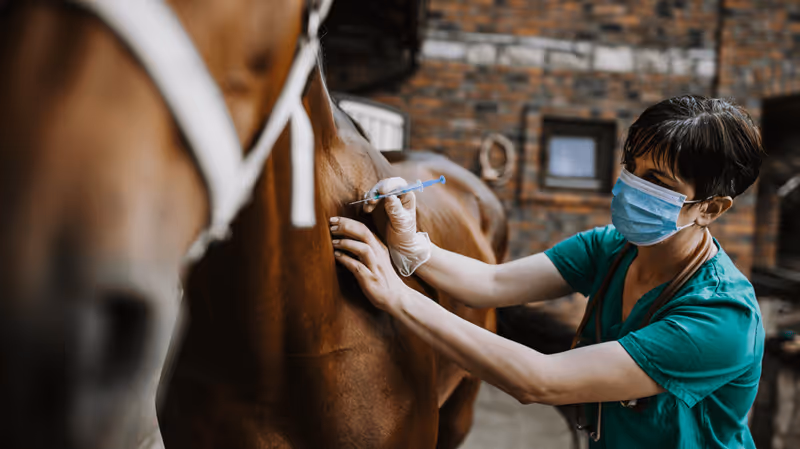 Explore the Veterinary Studies programme in Sydney