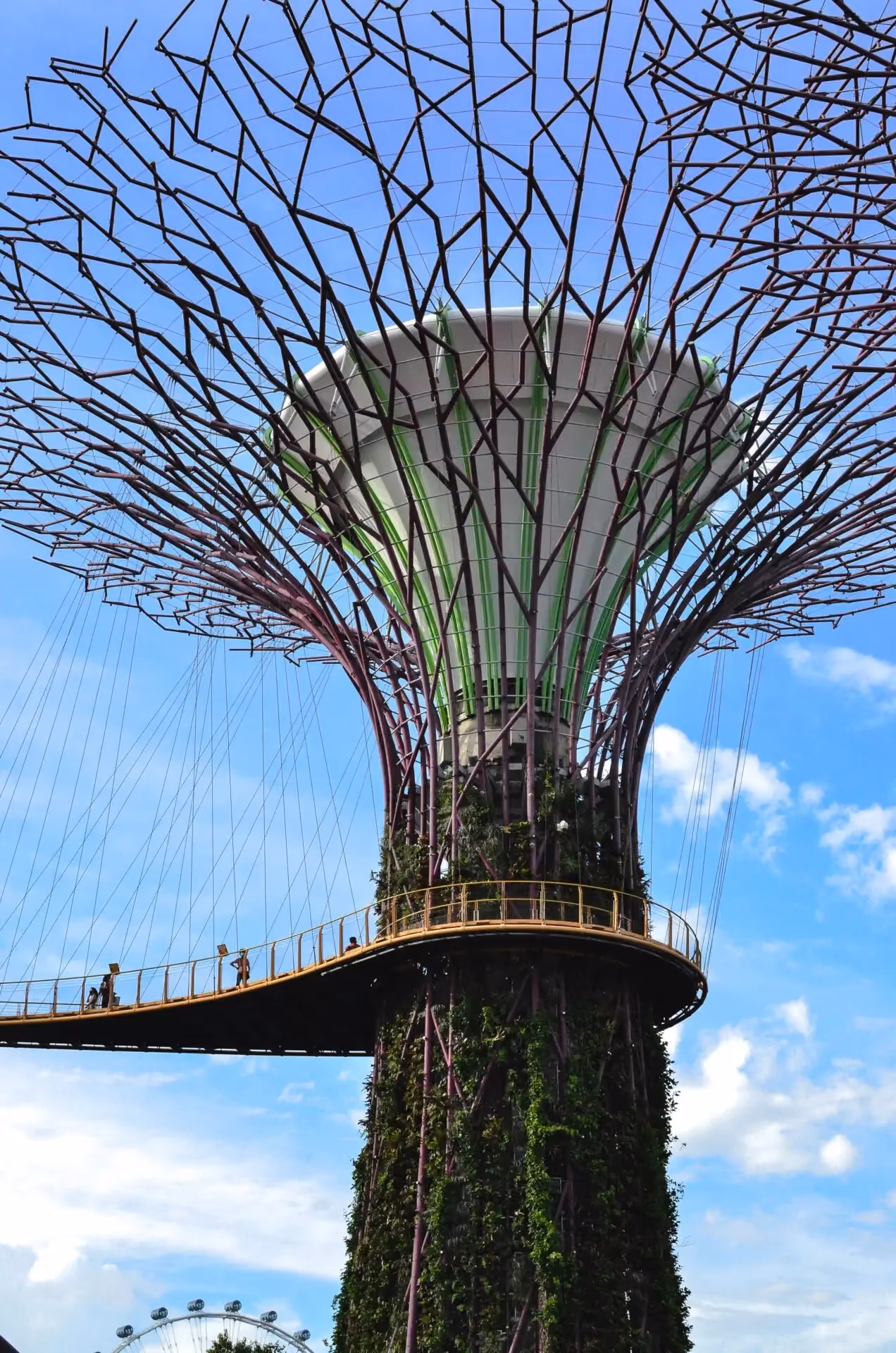 Medicine summer school in Singapore