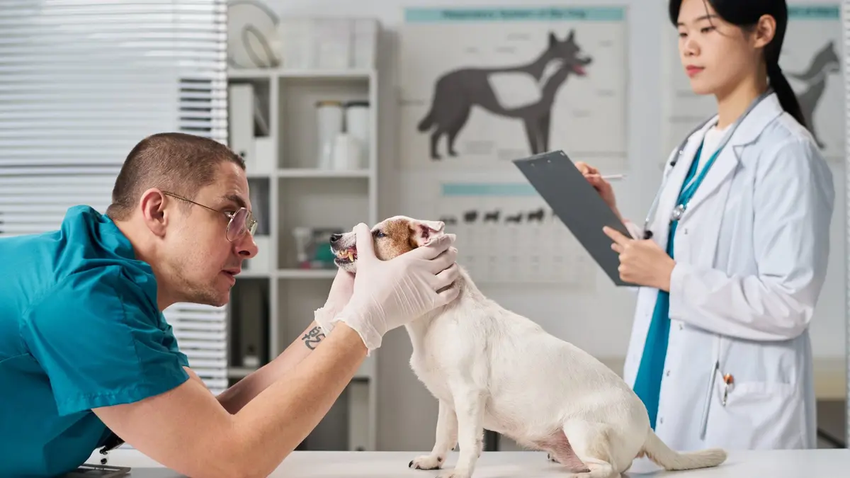 15 Veterinary Studies Summer Programs for High School Students