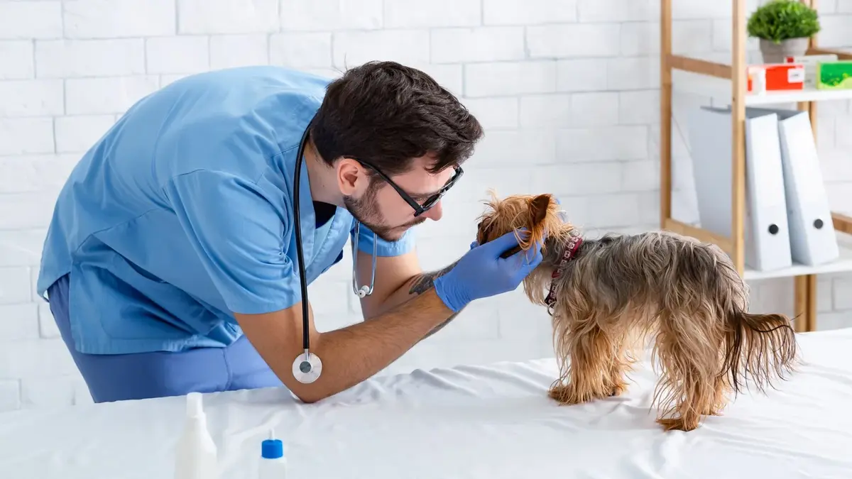 15 Vet Summer Camps for High School Students