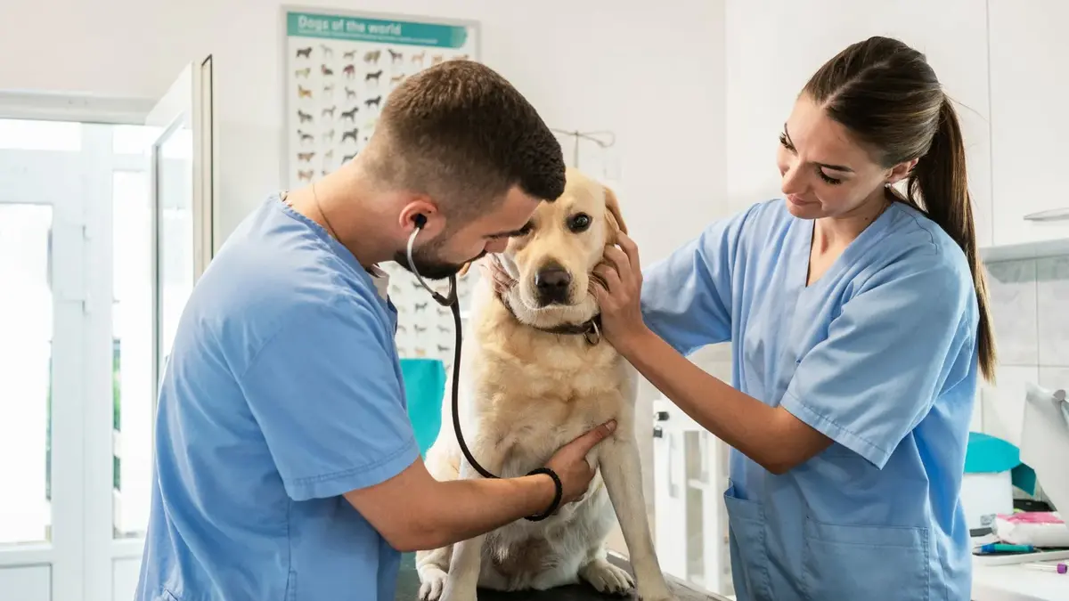 15 Vet Camps for High School Students in 2026