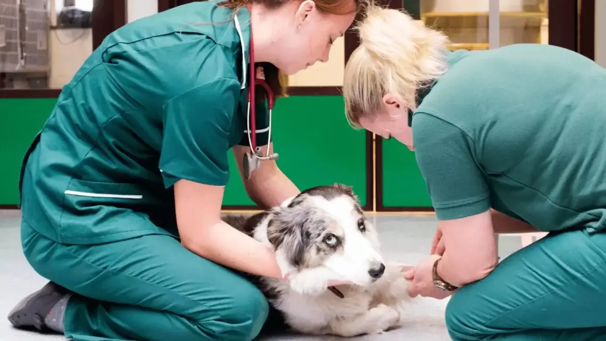15 Pre-Vet Summer Programs for High School Students 1