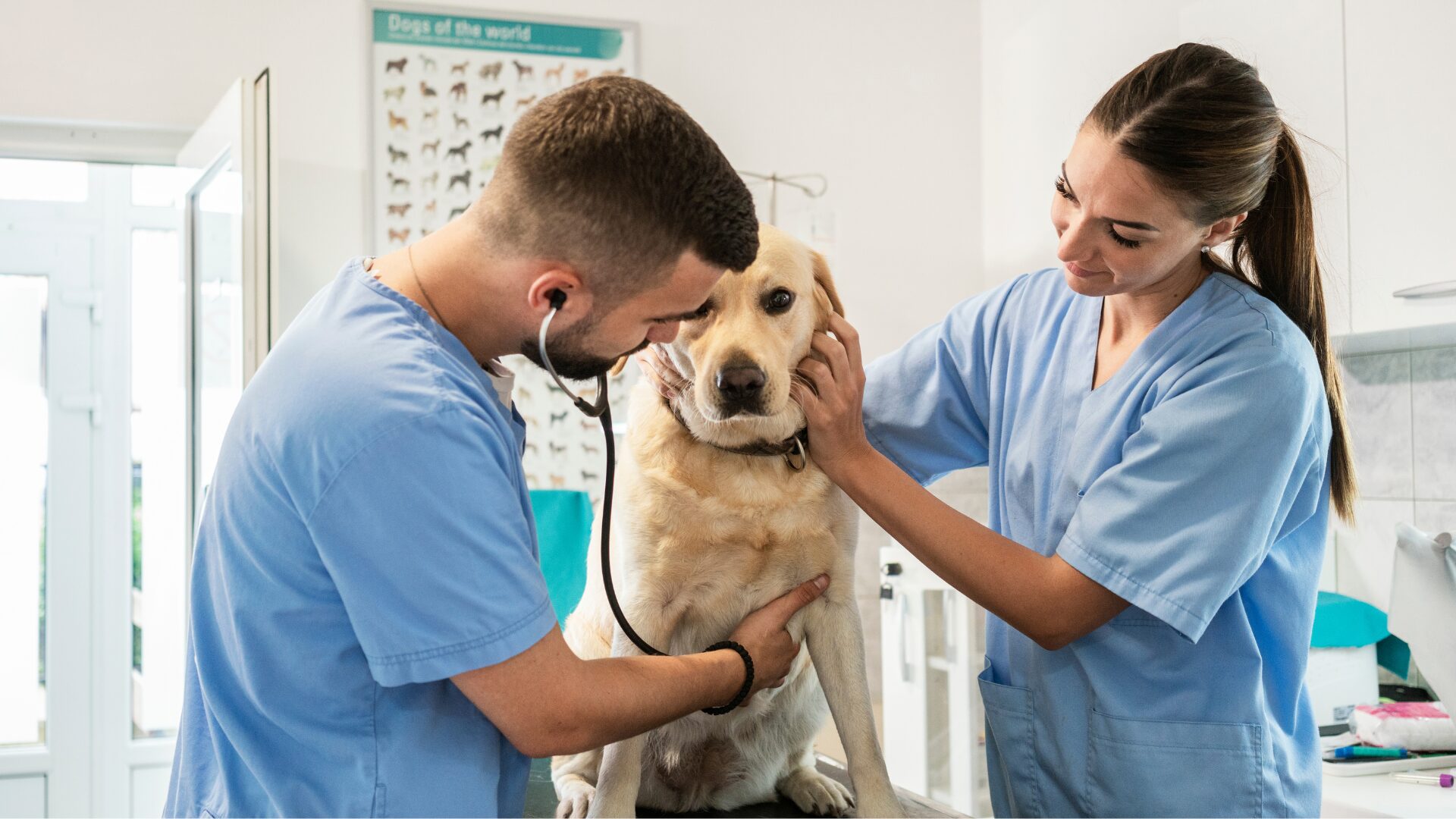 What Age Is A Veterinary Studies Summer School For?