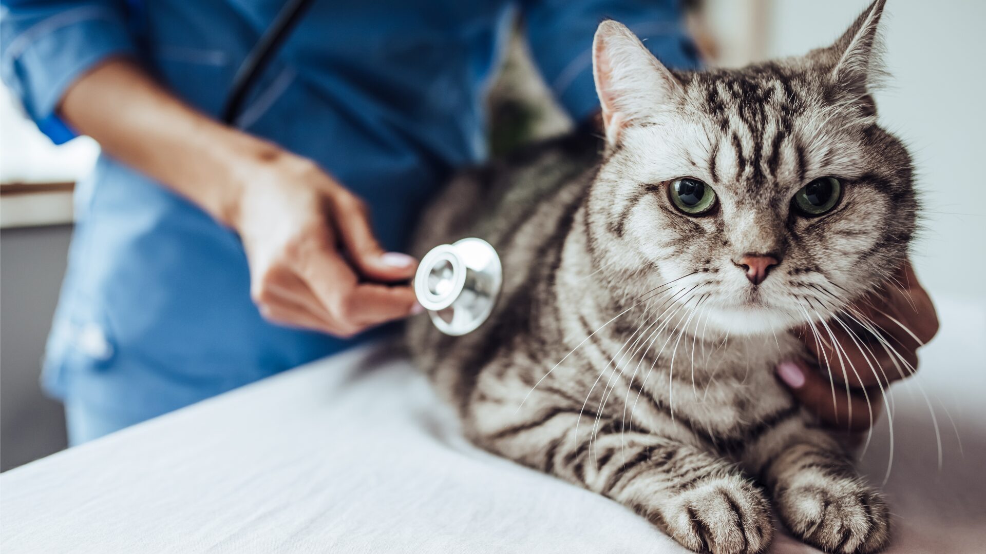 15 Veterinary Medicine Summer Programs for High School Students