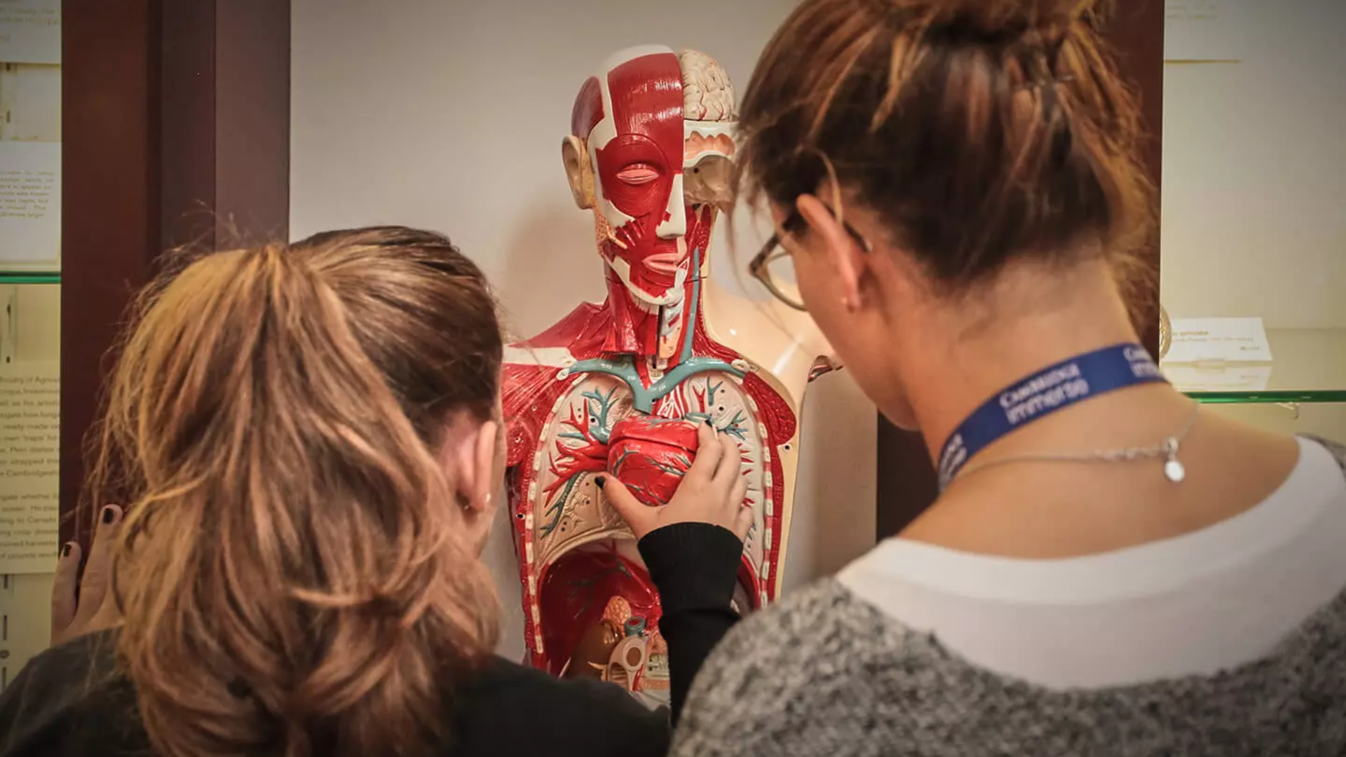 2 high school students are examining a plastic model of the human anatomy.