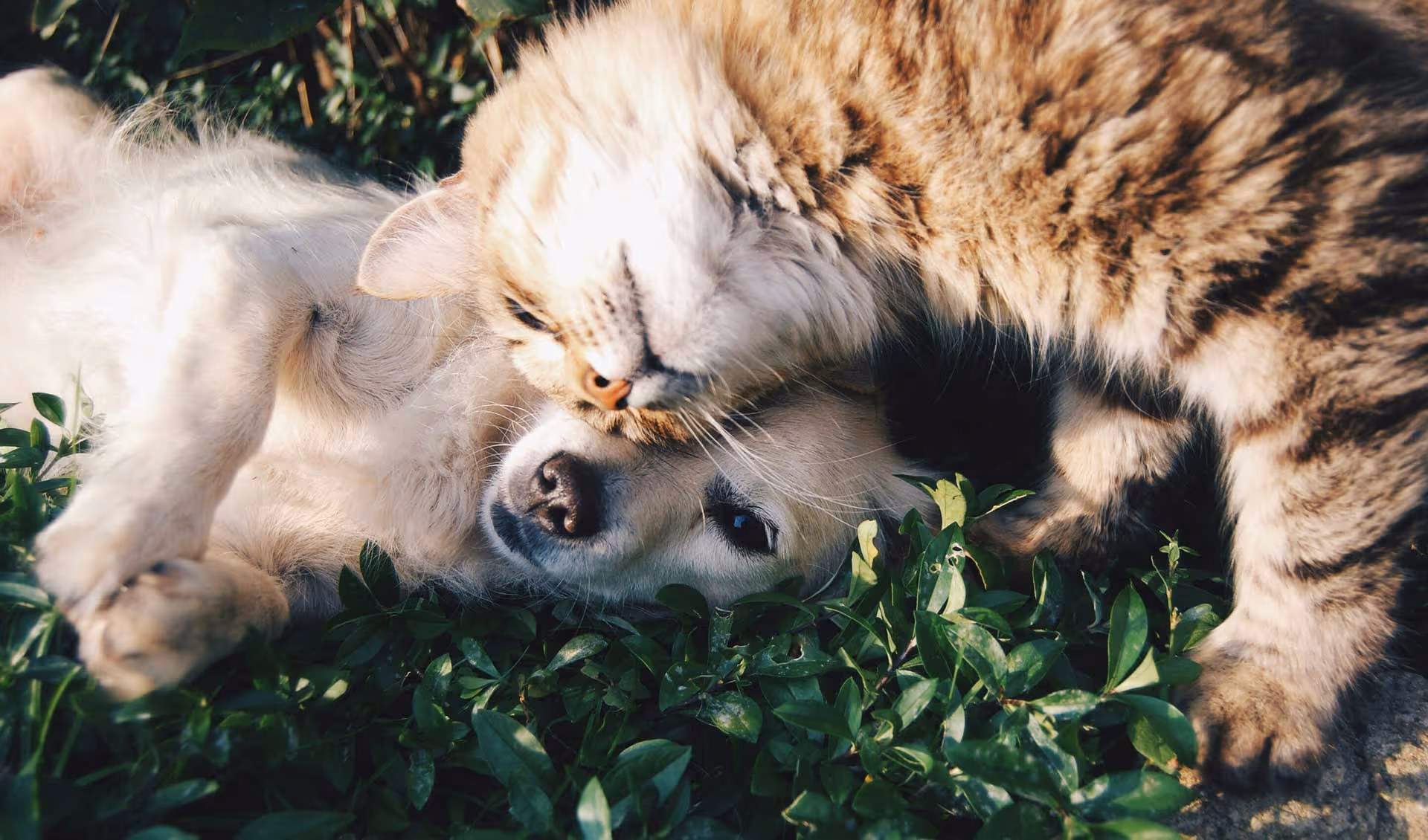 Pets