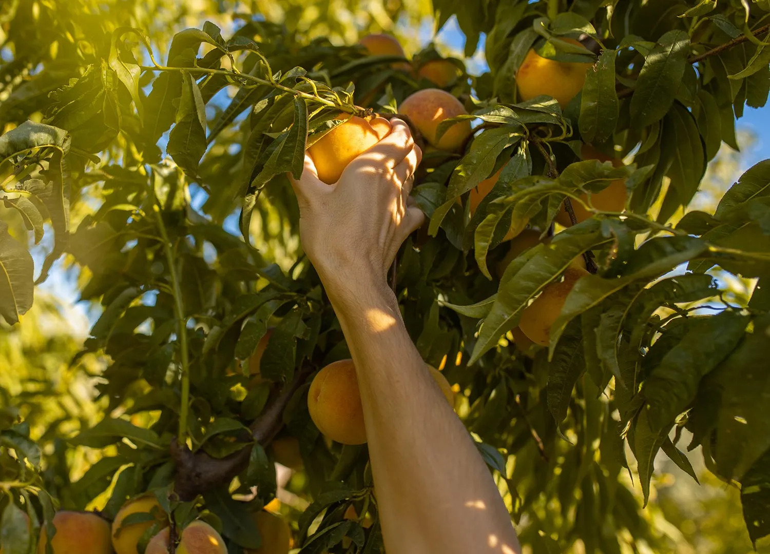 An orange being picked off a tree
