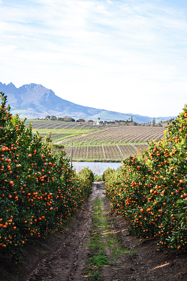 Rows of orange trees laden with fruit on a farm with mountains and vineyards in the background under a partly cloudy sky.