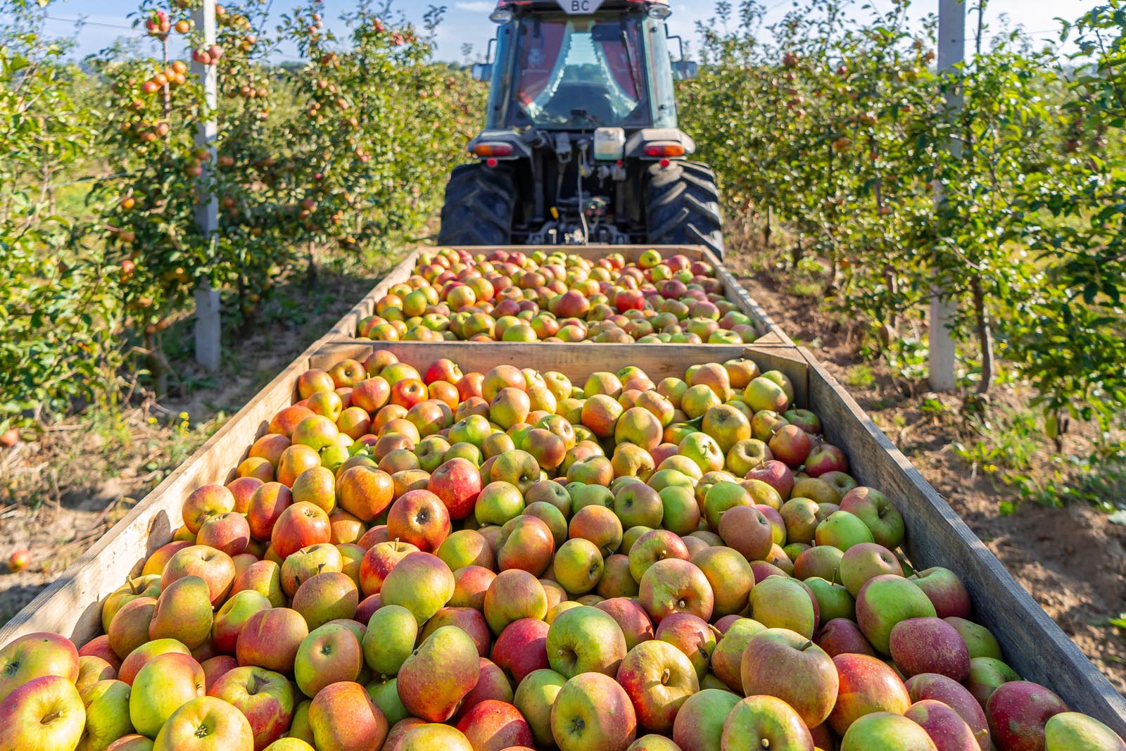 Tractor pulling trailers full of freshly picked apples in an orchard with apple trees on both sides.
