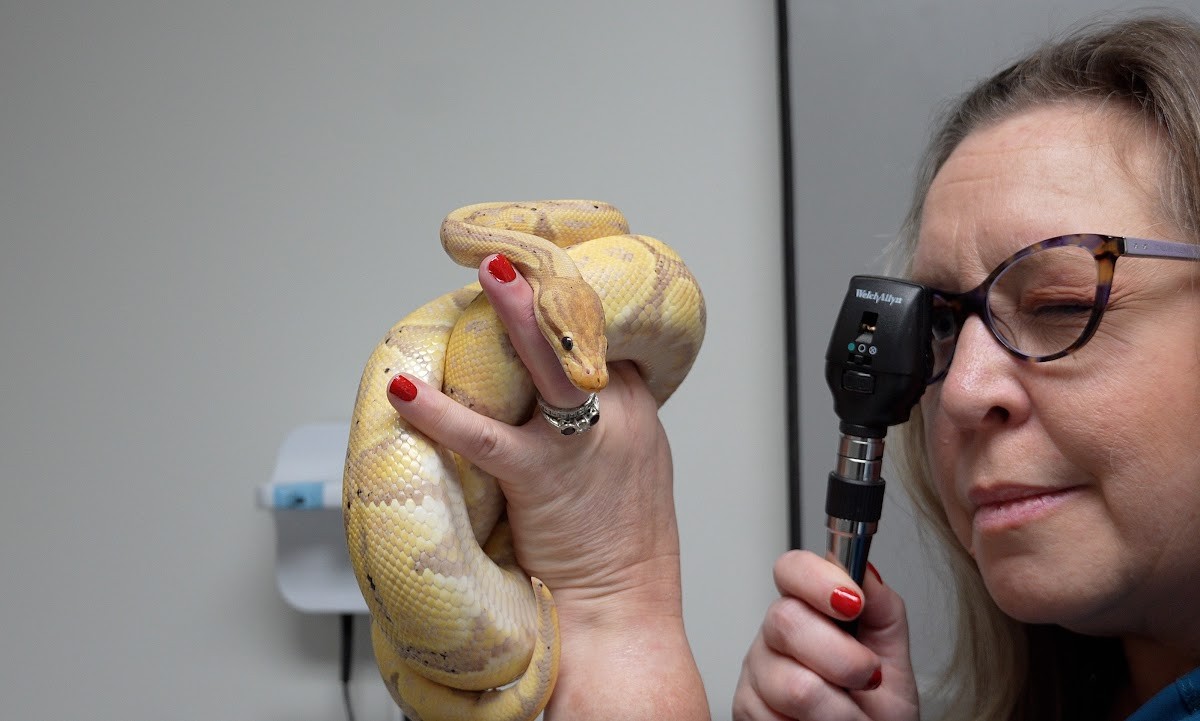 Snake eye examination — exotic animal care