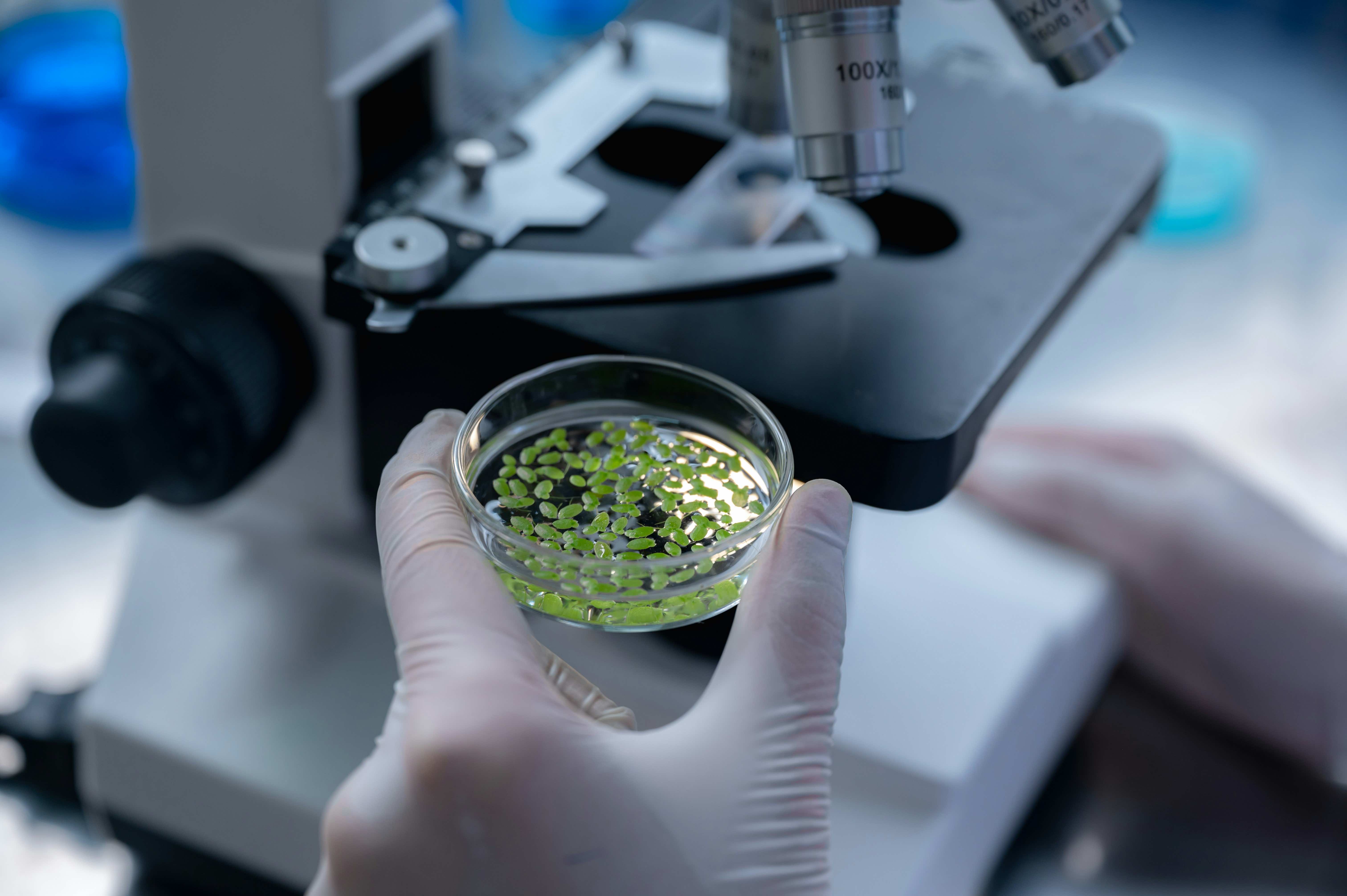 A gloved hand holds a petri dish with green plant samples, positioned near a microscope in a laboratory setting.