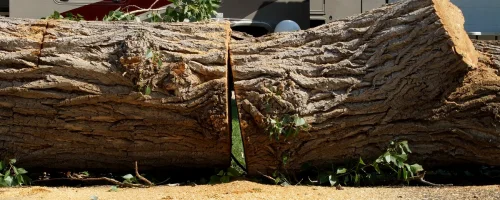 Tree removal services offered by Diamond Landscape & Design, serving Niagara County.