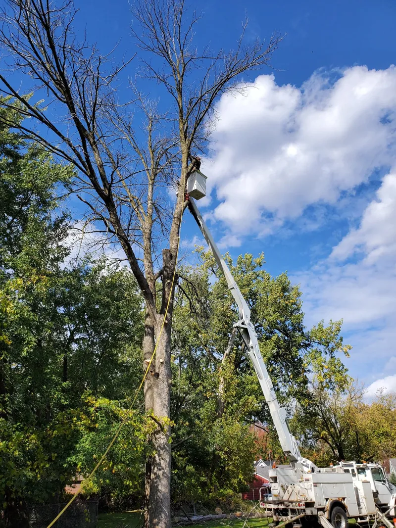 Tree removal services completed by Diamond Landscape & Design, serving neighborhoods throughout Niagara County.
