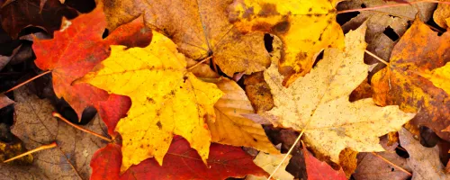 Fall cleanup services offered by Diamond Landscape & Design.