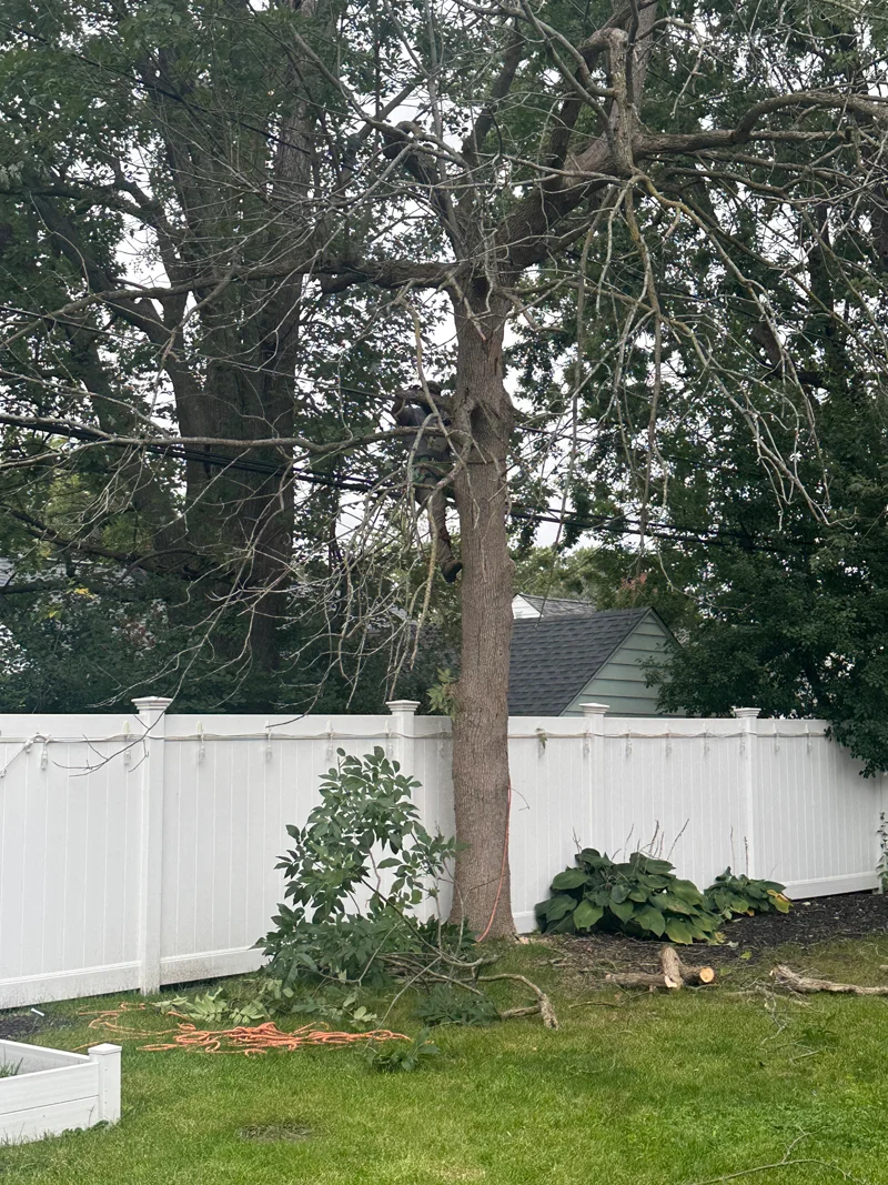 Ash tree removal project completed by Diamond Landscape & Design.