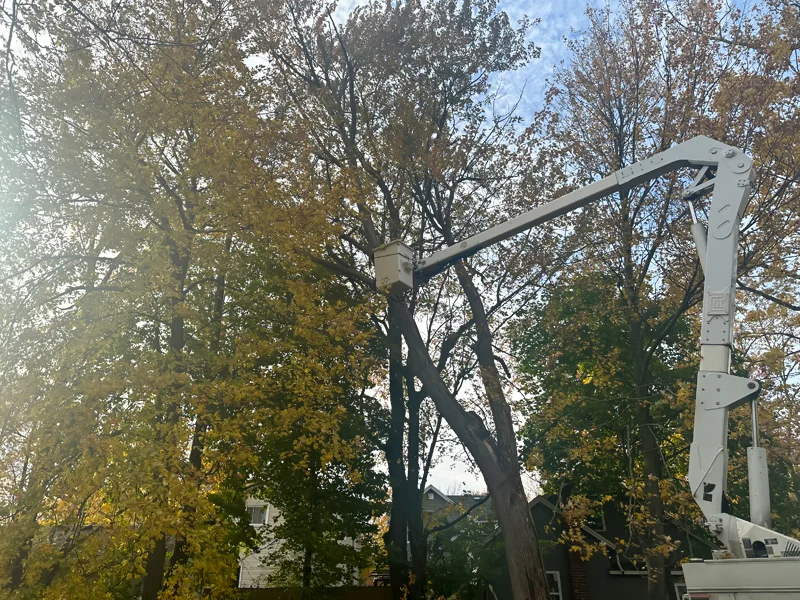 Tree removal project completed by Diamond Landscape & Design.
