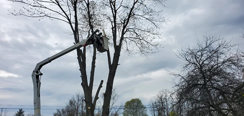 Tree removal completed by Diamond Landscape & Design.
