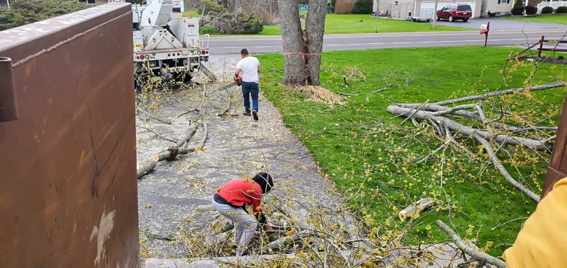 Tree removal completed by Diamond Landscape & Design.