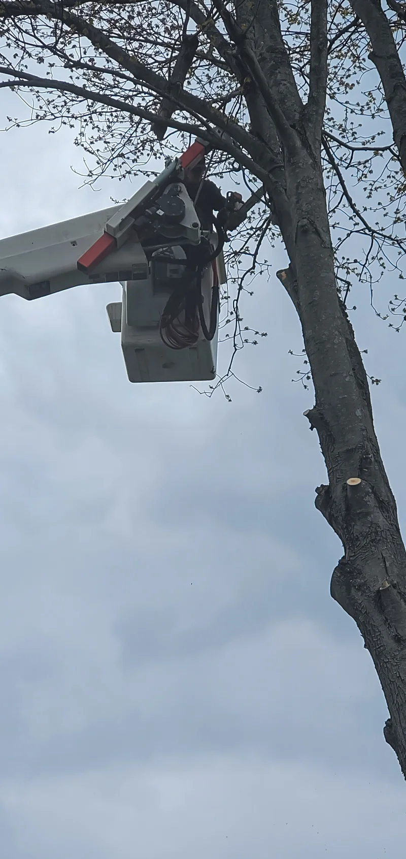 Tree removal completed by Diamond Landscape & Design.