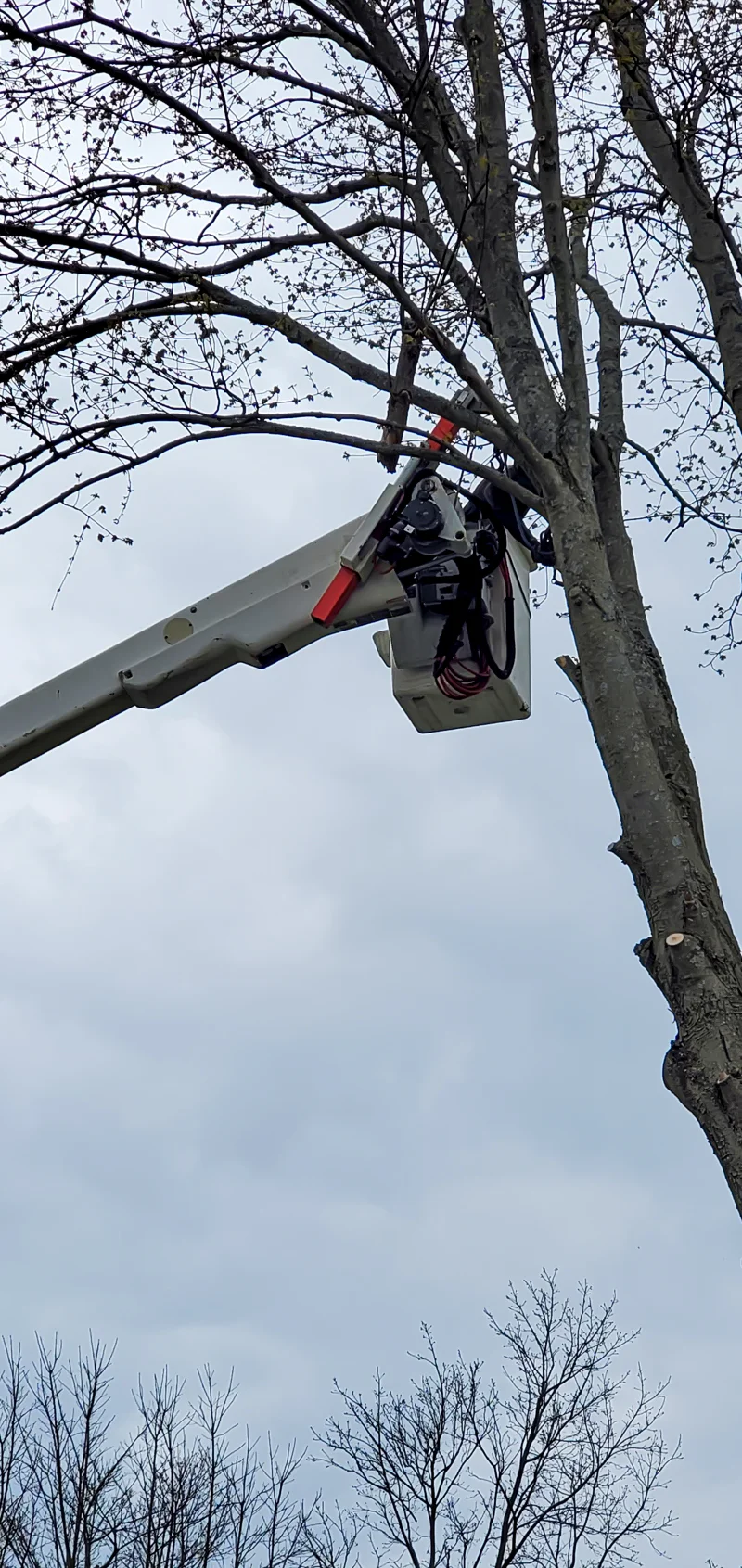 Tree removal completed by Diamond Landscape & Design.
