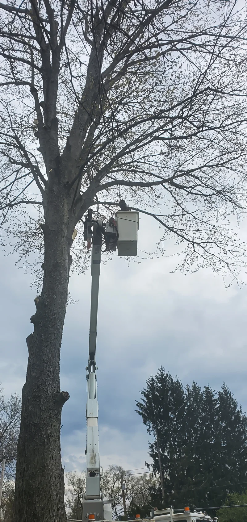 Tree removal completed by Diamond Landscape & Design.