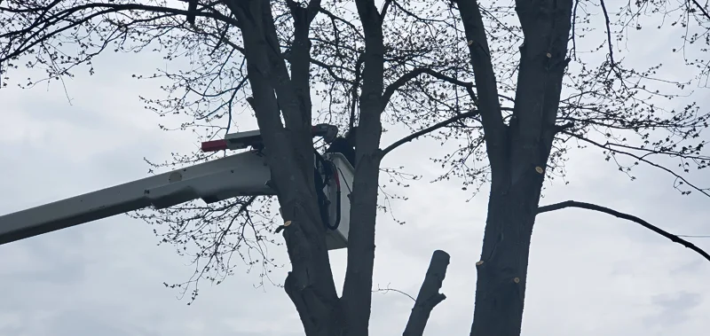 Tree removal completed by Diamond Landscape & Design.