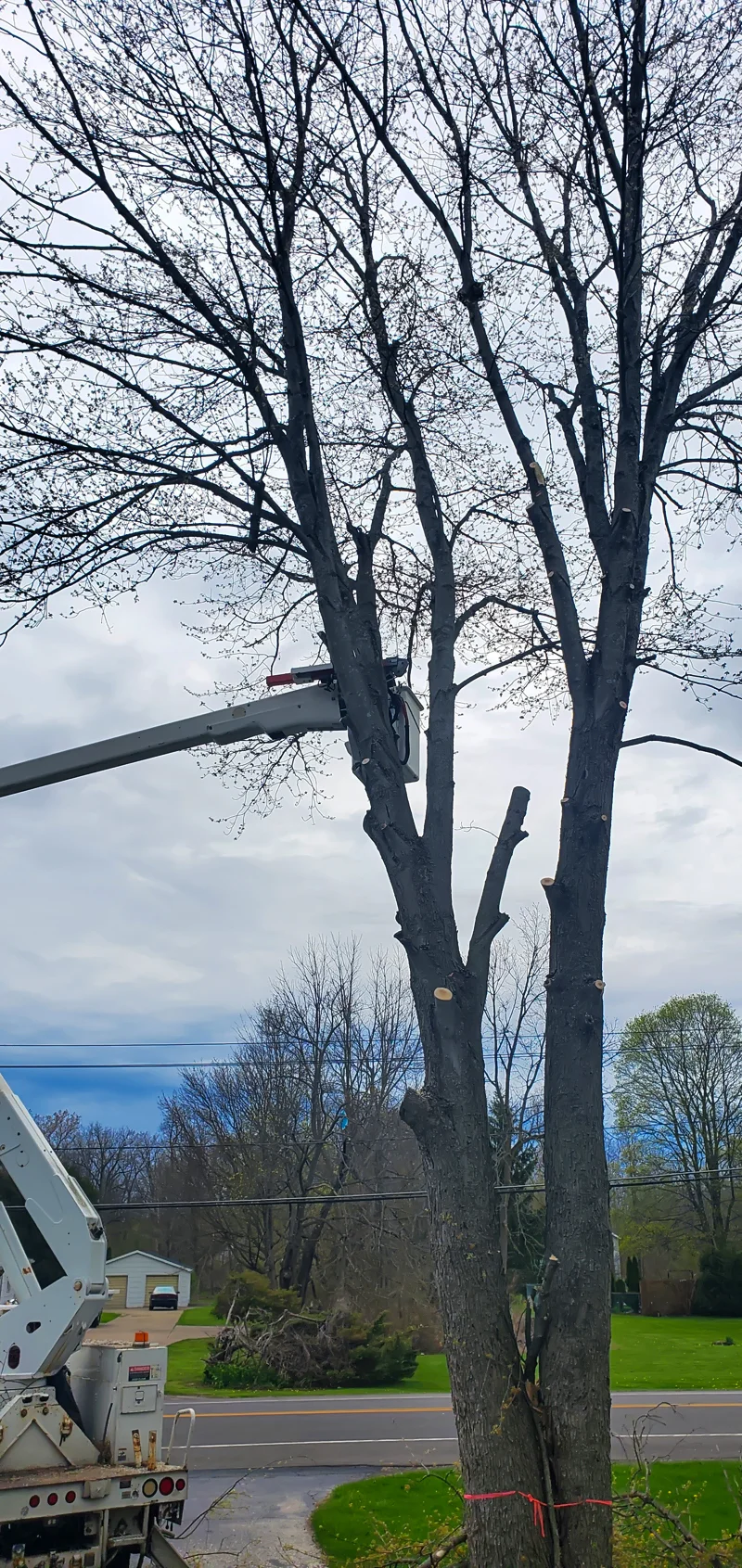 Tree removal completed by Diamond Landscape & Design.