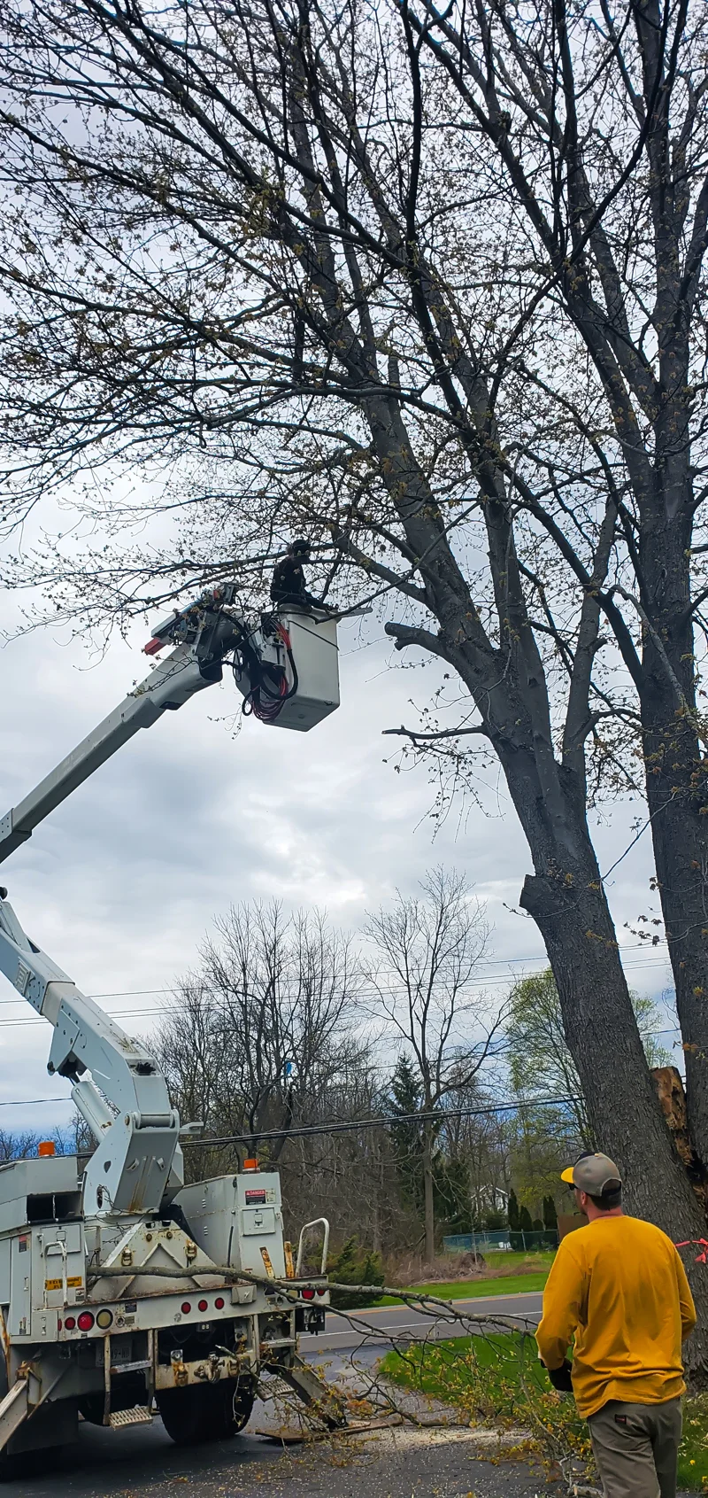 Tree removal completed by Diamond Landscape & Design.