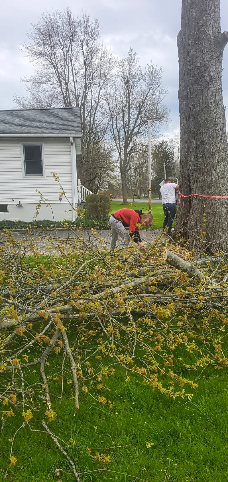 Tree removal completed by Diamond Landscape & Design.
