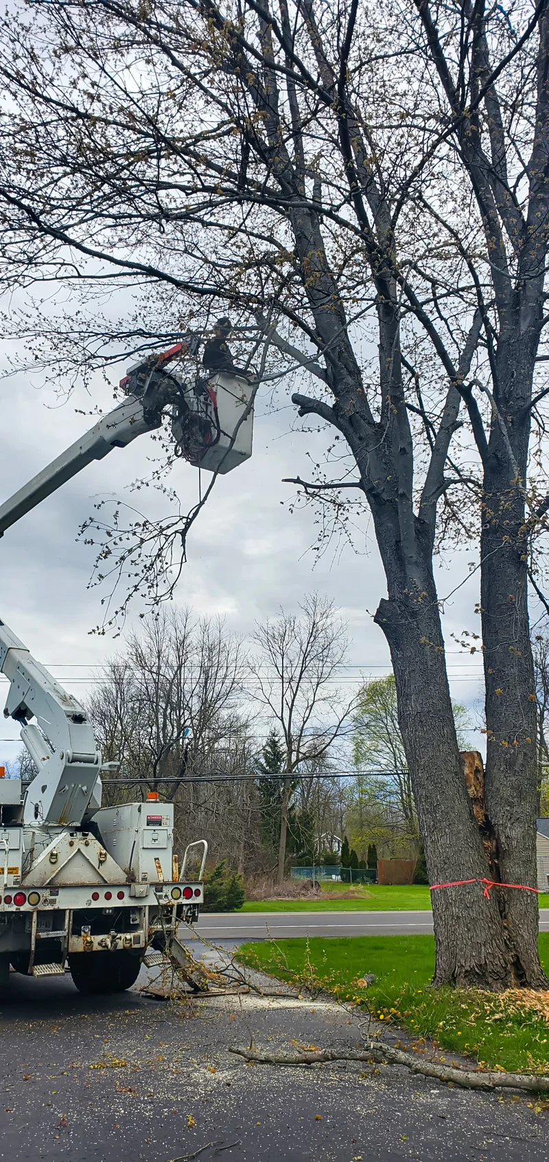 Tree removal completed by Diamond Landscape & Design.
