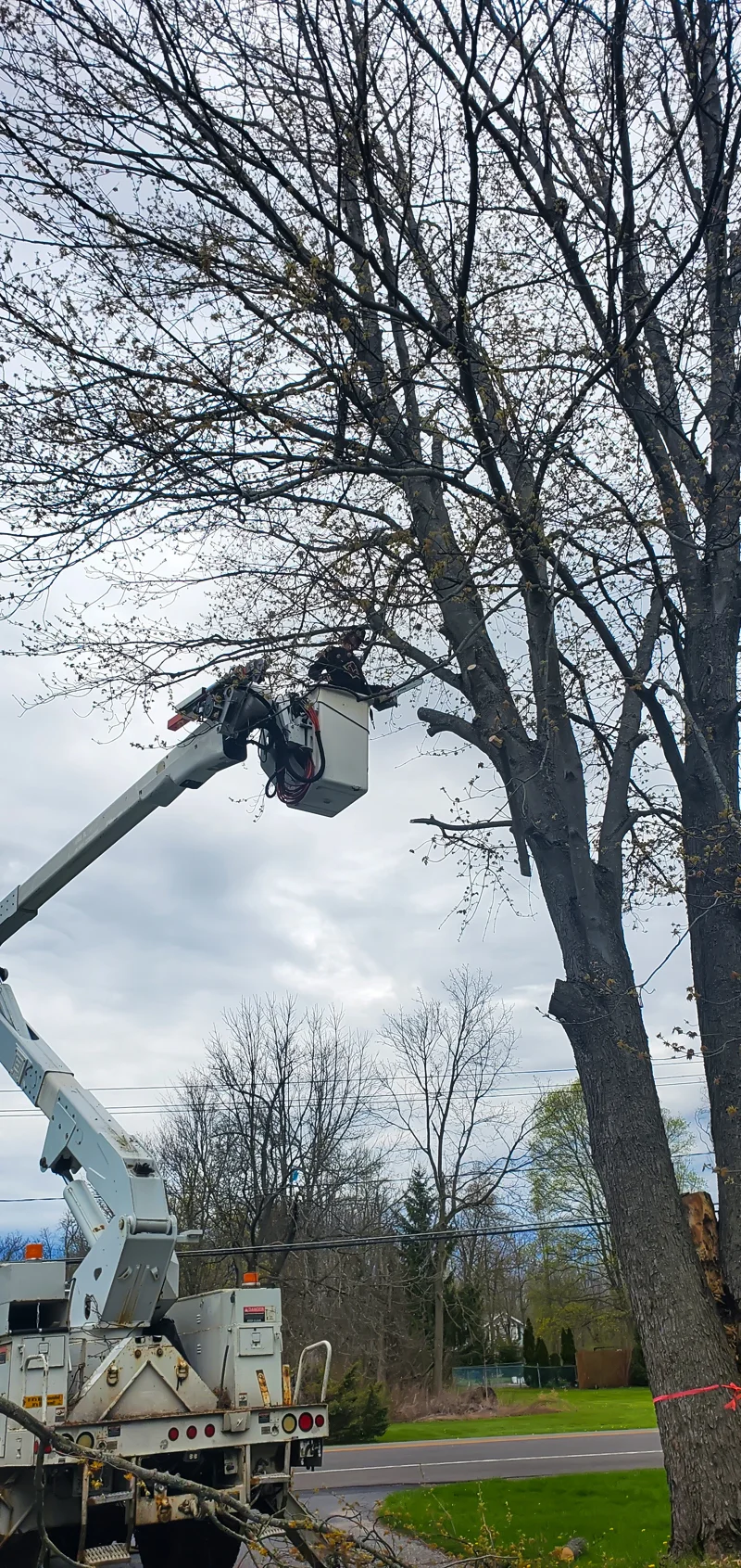 Tree removal completed by Diamond Landscape & Design.